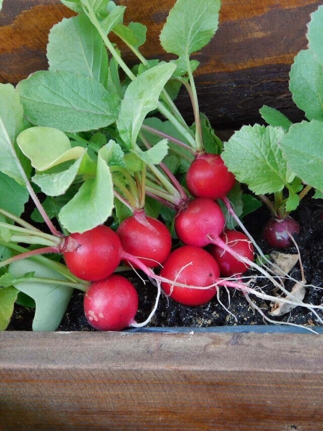 How to Grow Radishes In Pots Story