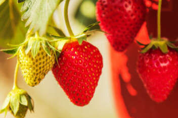 cropped-strawberries-growing-in-a-pot.jpg