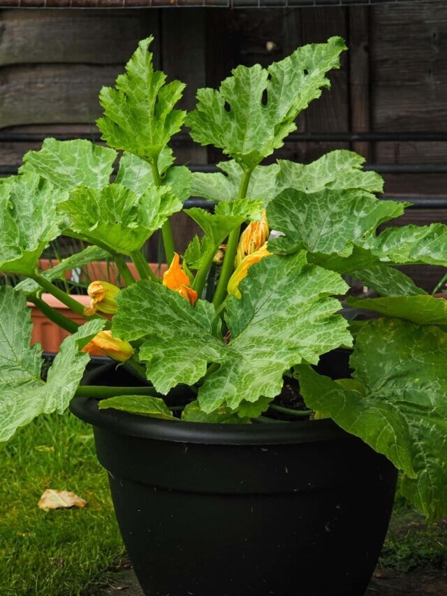 How to Grow Productive Zucchini in Pots Story