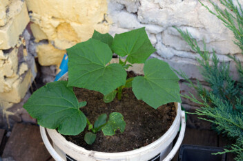 Cucumber plant growing in a pot