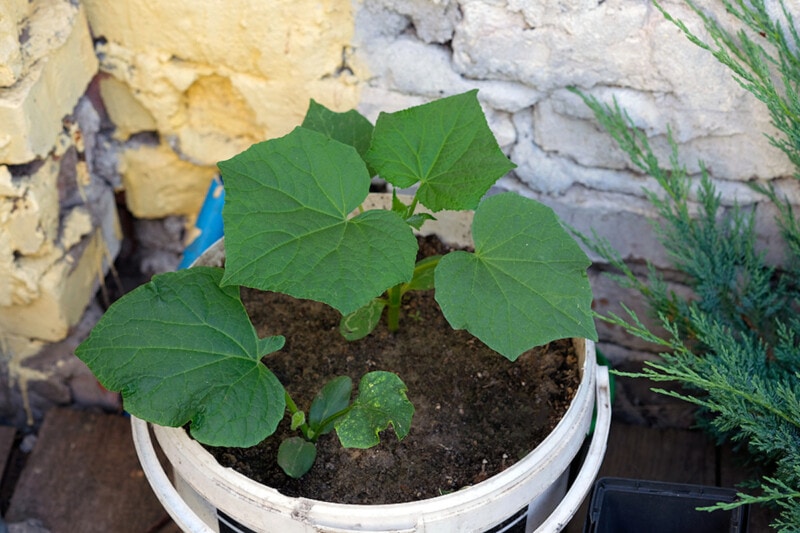 Growing cucumber shop in pots