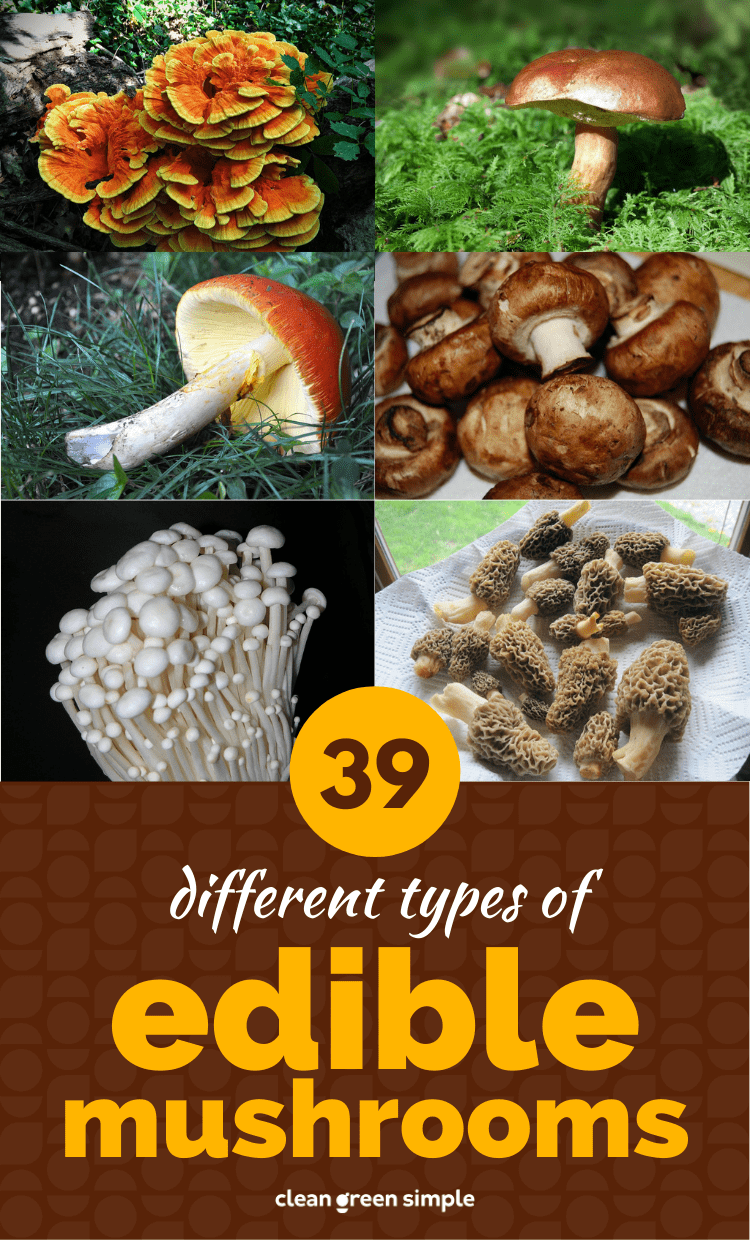 different types of mushrooms