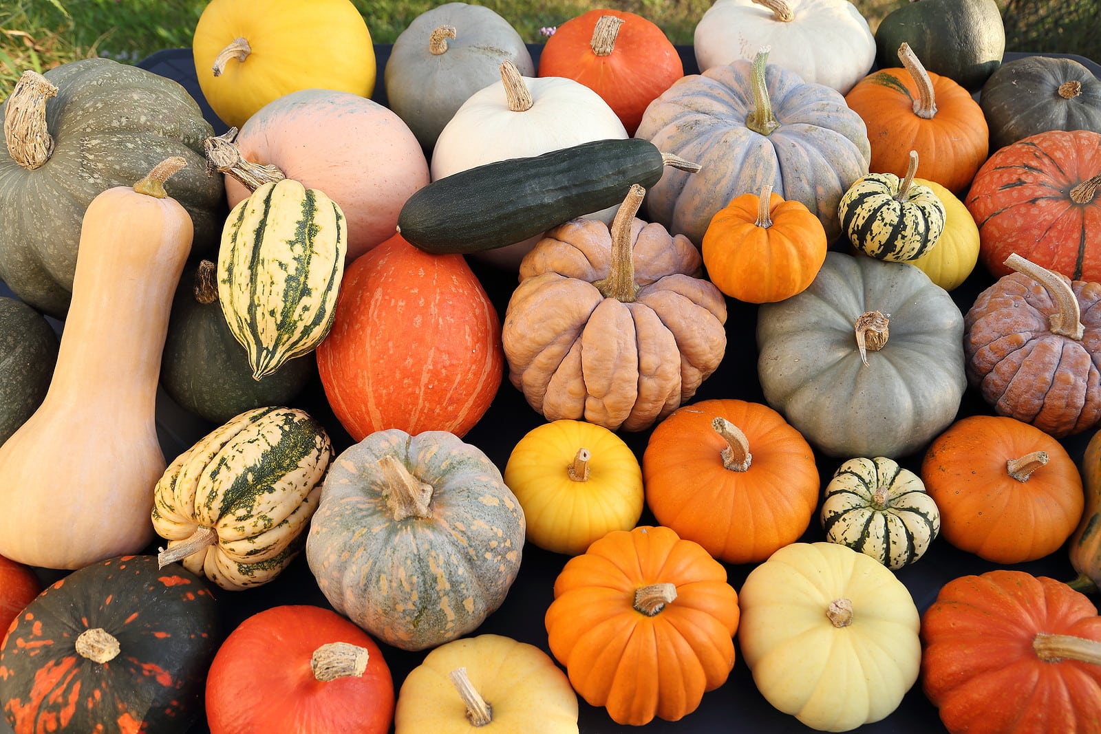 Different Types of Squash