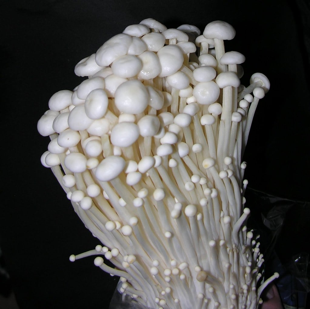 Enoki Mushrooms (Flammulina velutipes) 