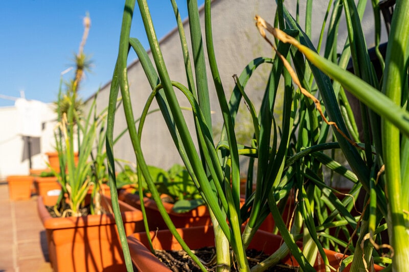 Garlic growing in a container.