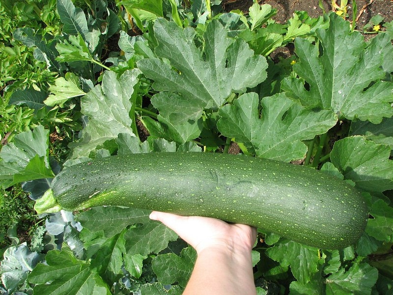 Hand holding giant zucchini in a garden