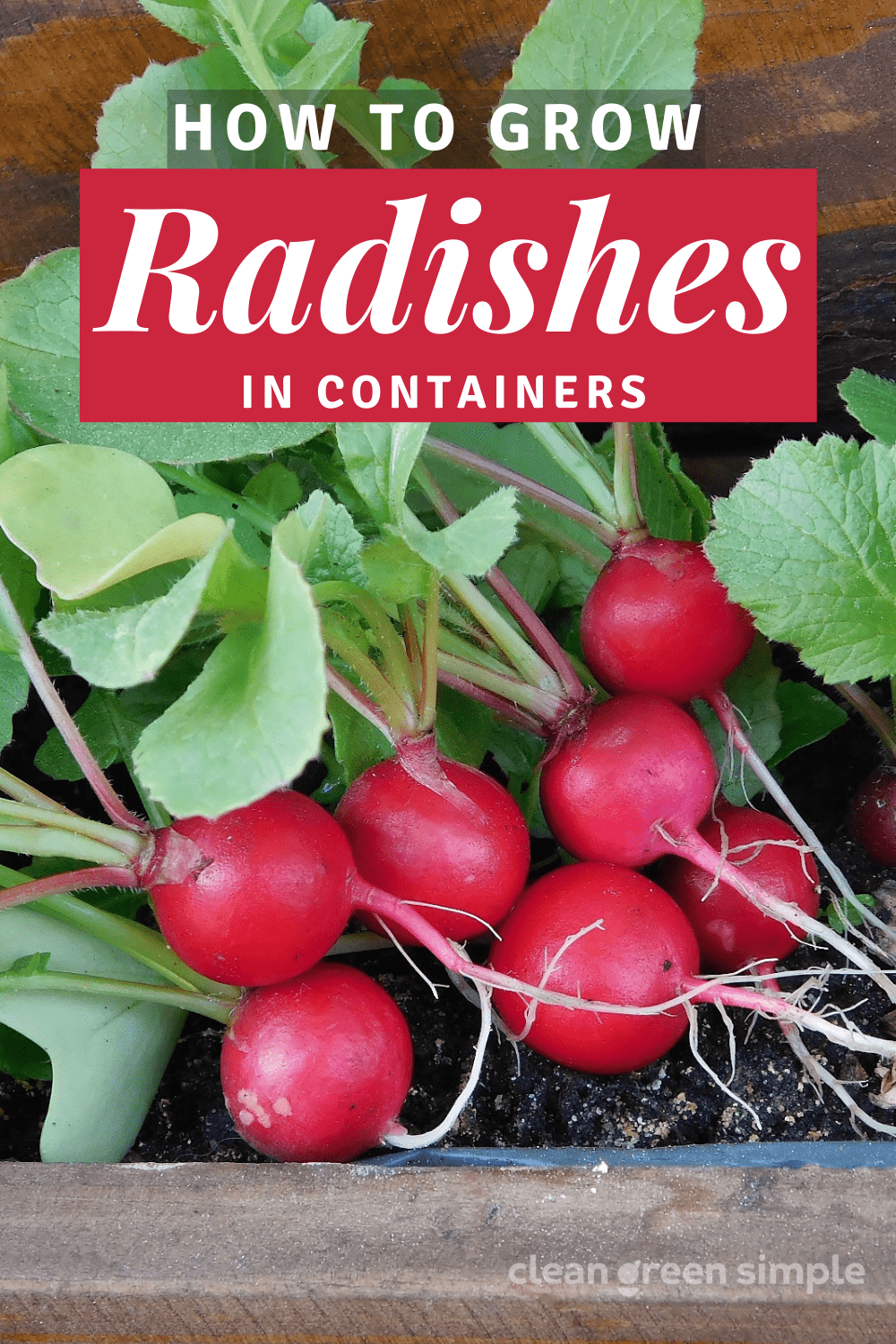 How to Grow Radishes in Pots