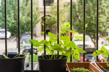 Growing Beans in Pots on a Balcony