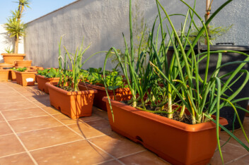 Growing garlic in containers on a patio.