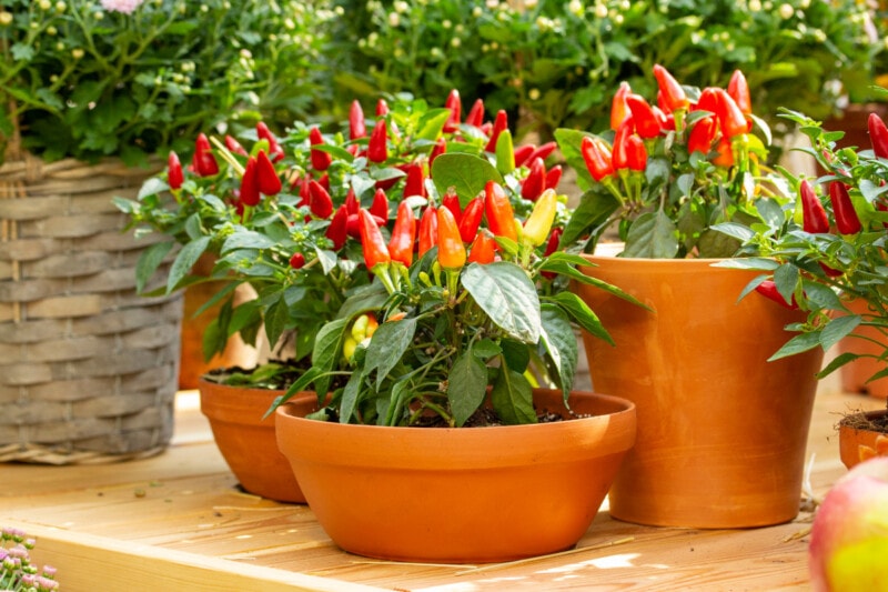 growing jalapeno peppers in clay pots