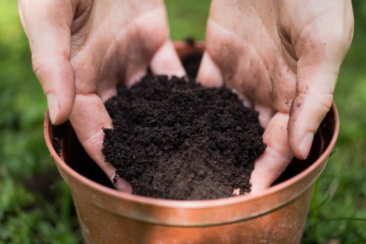 Hands scooping garden soil from a pot.