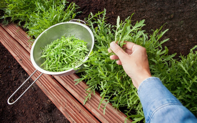 How to Harvest Arugula So It Keeps Growing - Clean Green Simple