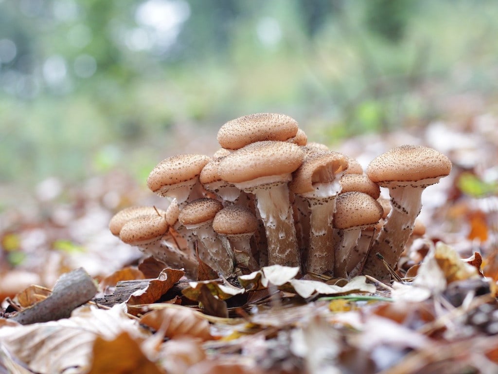 Dark Honey Fungus Mushrooms (Armillaria ostoyae) 
