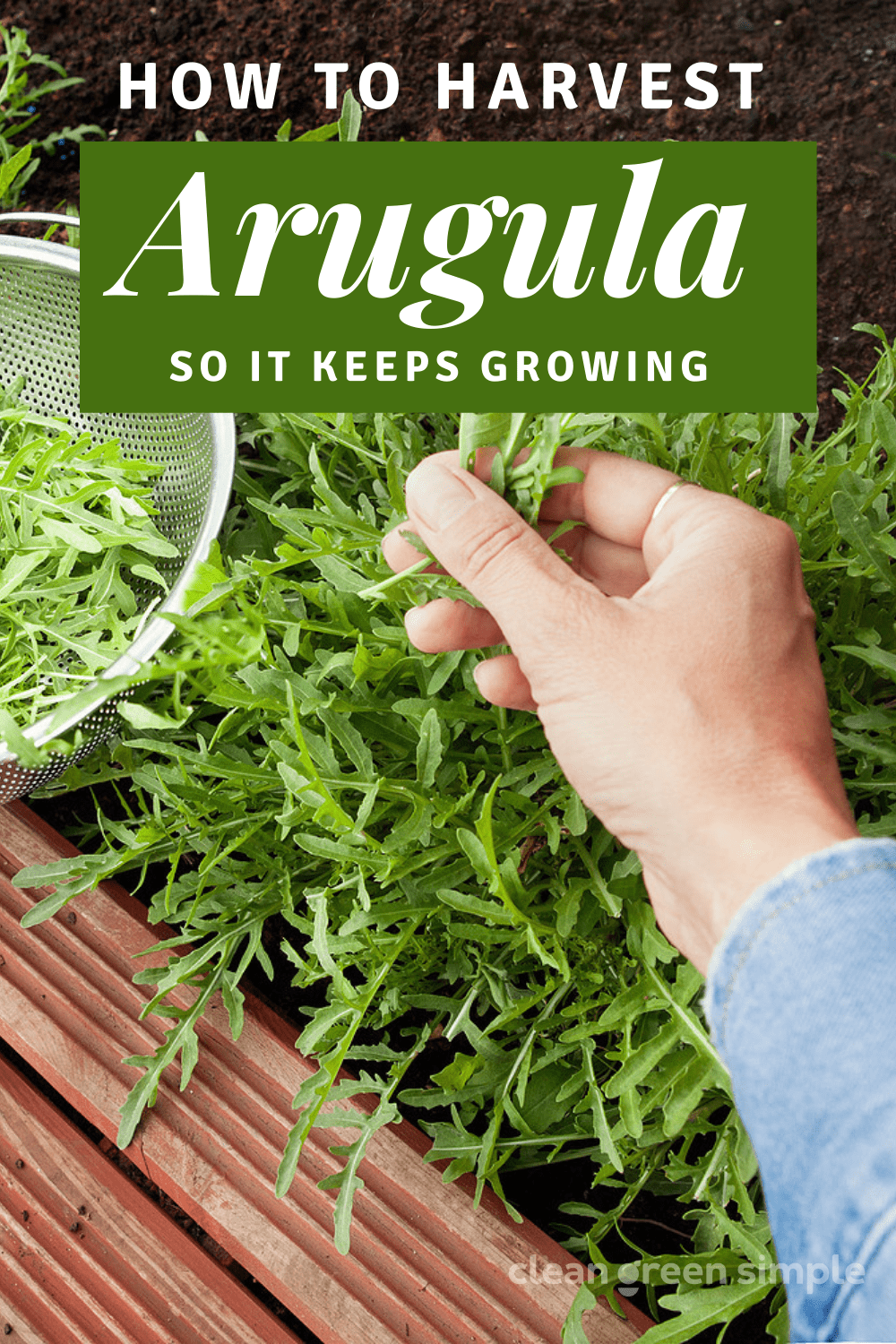 How to Harvest Arugula So It Keeps Growing - Clean Green Simple