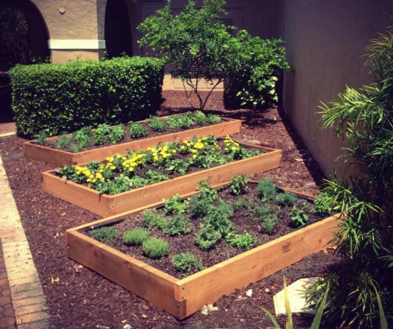 Raised garden beds with fresh herbs and vegetables outdoors.