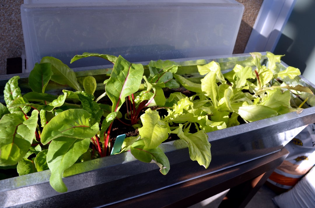 lettuce growing in a galvanized metal container