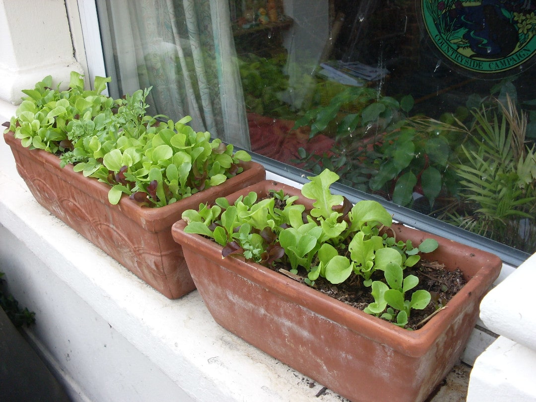 lettuce growing in containers on a window ledge