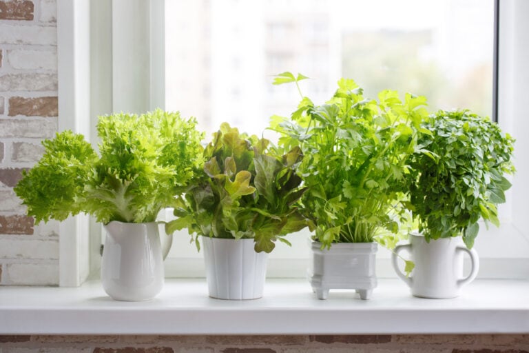 8 Tips for Growing Lettuce Plants In Pots Clean Green Simple