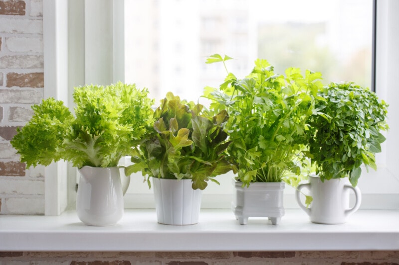 lettuce and herbs growing in pots on a windowsill
