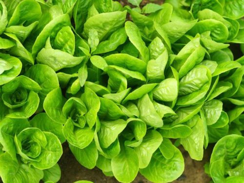 20 Different Types of Lettuce to Revamp Your Salad - Clean Green Simple