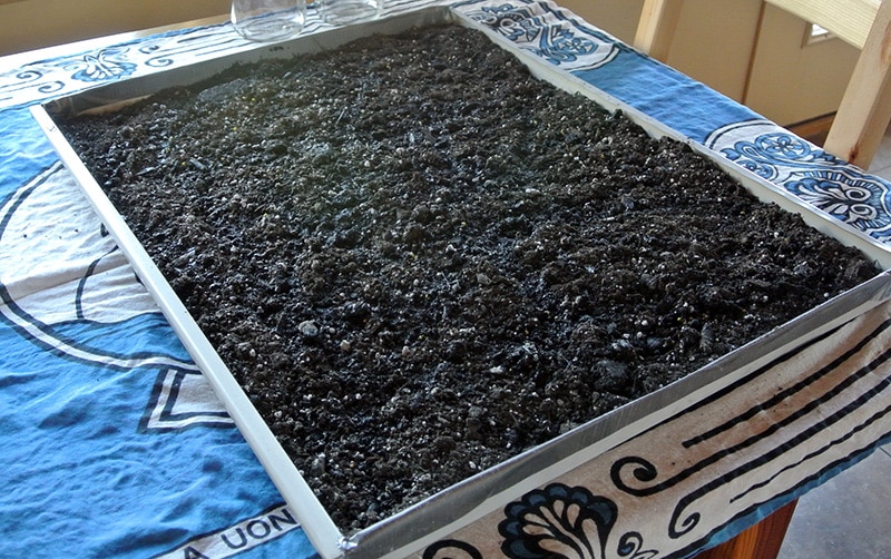 Microgreens day 2 of growth inside near a window: bare soil and seeds.