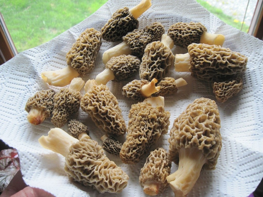 Morel mushrooms (Morchella) 