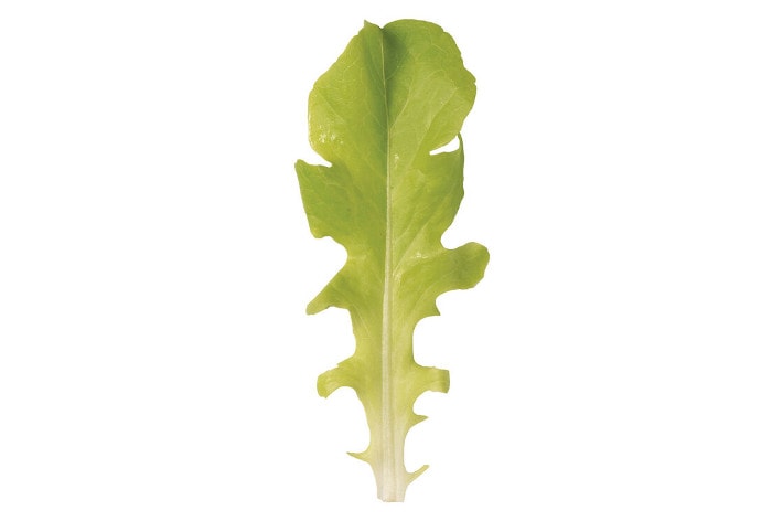 Classic green oakleaf lettuce