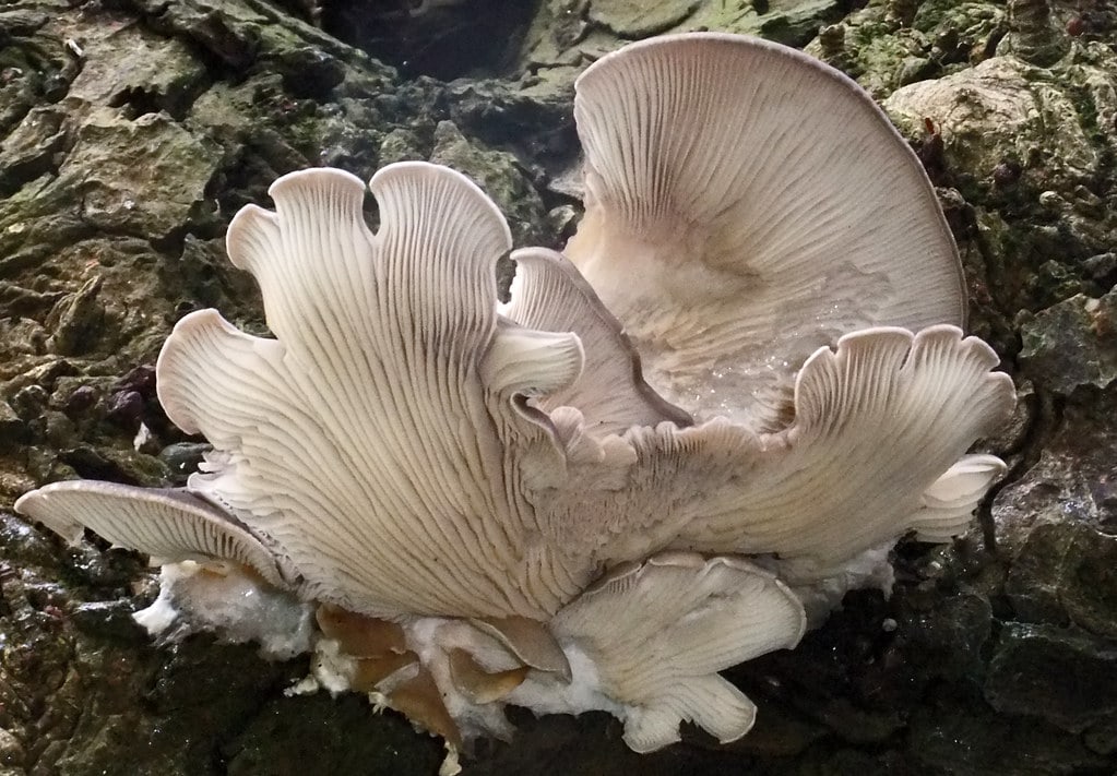 Oyster Mushroom (Pleurotus ostreatus) 