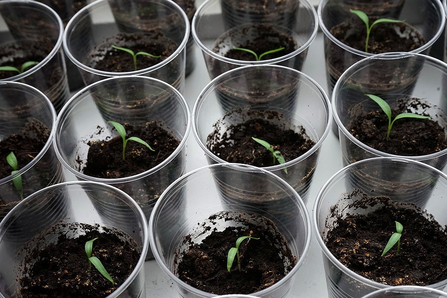 Starting Seedlings in Cups