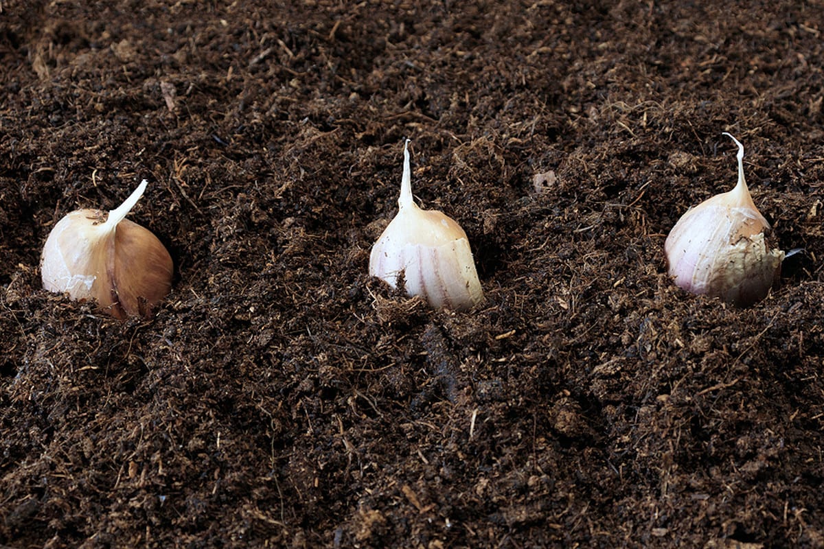 Planting garlic cloves in soil.