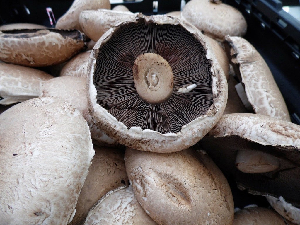Portobello mushrooms (Agaricus bisporus)