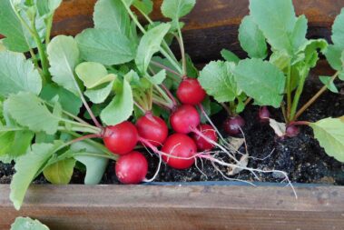 How to Grow Radishes In Pots—The Perfect Root Veggie for Containers