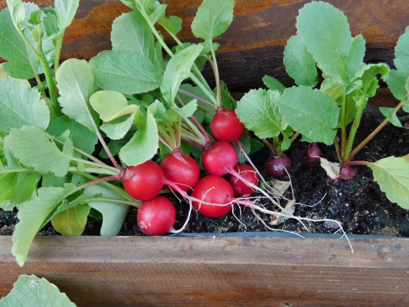 Radishes growing in a container