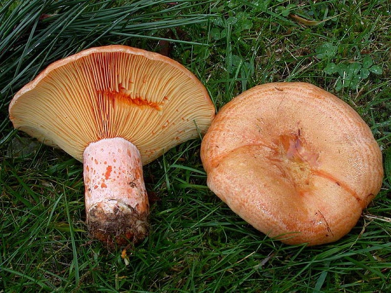 Red Pine Mushroom (Lactarius deliciosus) 