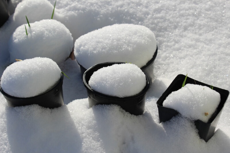 snow-covered flower pots.