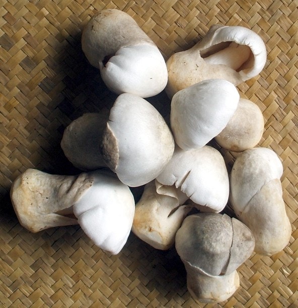 Straw mushrooms (Volvariella volvacea) 