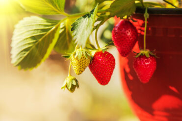 How to Grow Strawberries In Pots In 8 Easy Steps