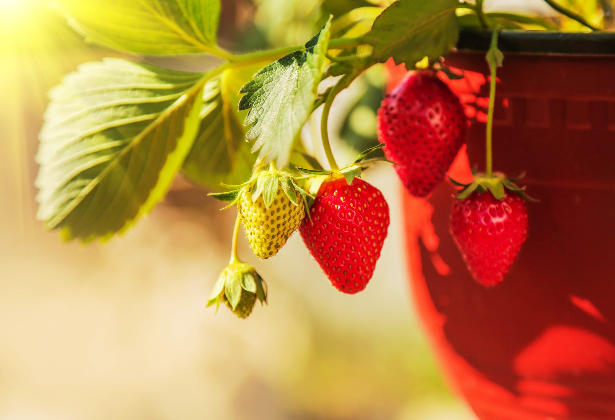Growing Strawberries, use Straw to protect the fruit. Why we put