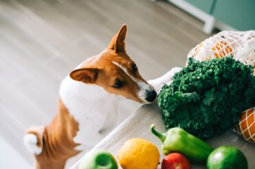 Superfoods for Dogs: Feed These for Better Health
