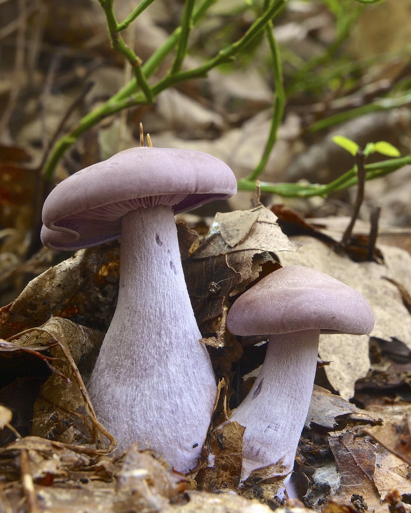 Wood Blewit (Clitocybe nuda)