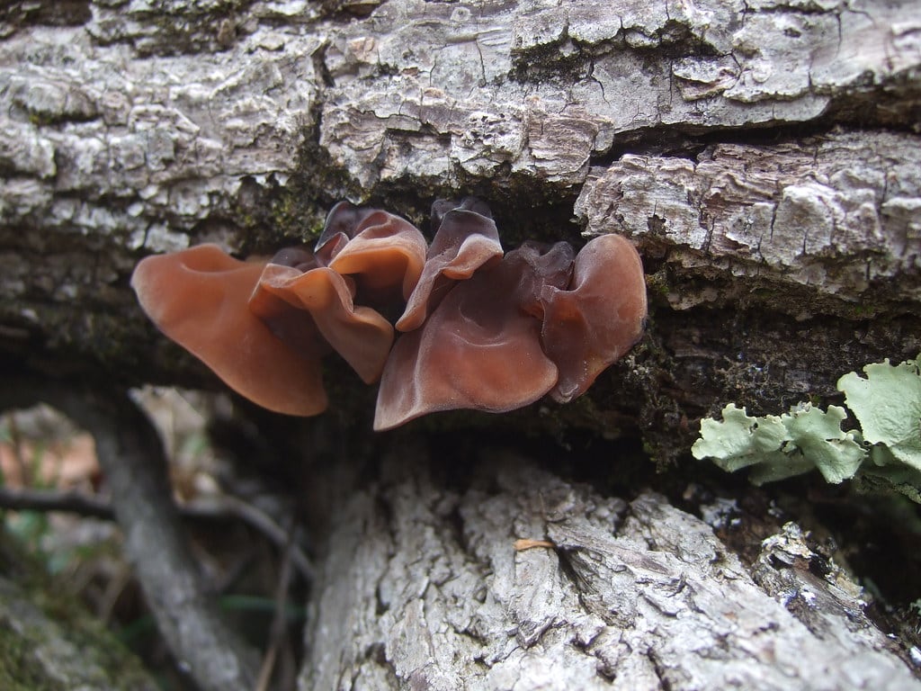 Wood Ear mushrooms
