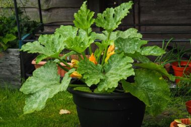 How to Grow Productive Zucchini in Pots