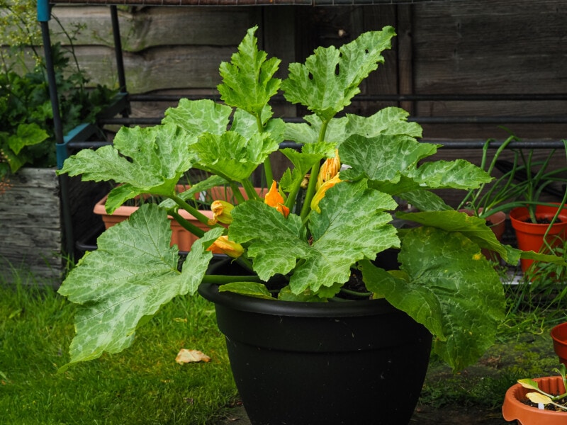 Zucchini plant growing in a pot outside